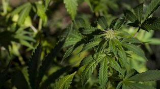 Tenía 23 plantas de marihuana, lo procesaron y alegó que no se determinó la capacitad tóxica