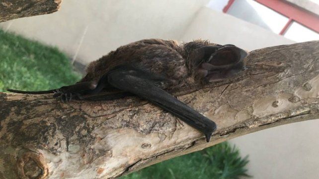 Moloso orejón grande (Eumops perotis su nombre científico) es el murciélago más grande que se puede encontrar en la zona.&nbsp;