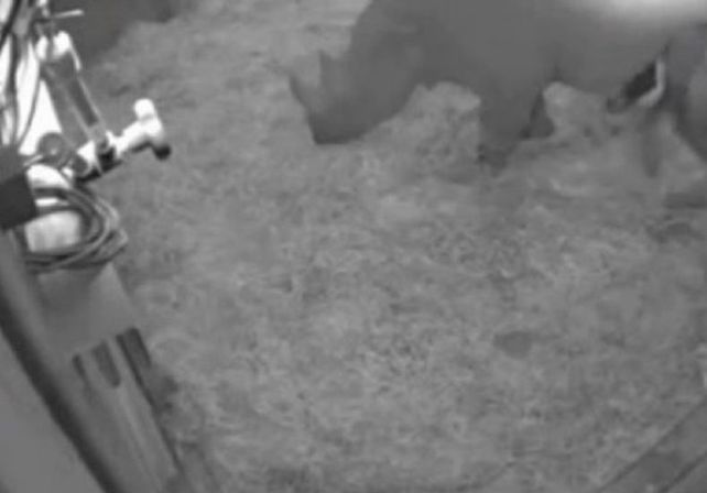 Graban el nacimiento de un rinoceronte negro en un zoológico de Gran Bretaña