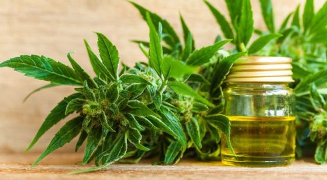 La Justicia federal santafesina avaló el autocultivo de cannabis