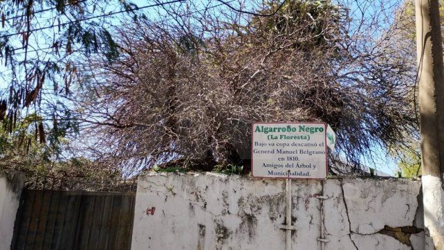 Paraná supera los 58.400 árboles de vereda: la resistencia verde en una capital que crece sobre el cemento