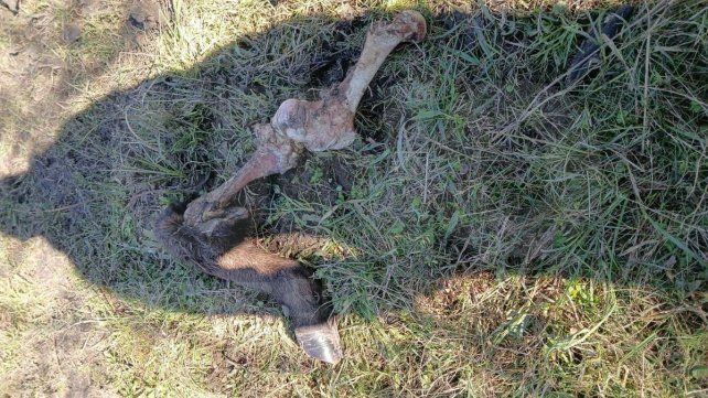 Reiterados hechos de robo y faena clandestina de animales en cercanías de Bovril