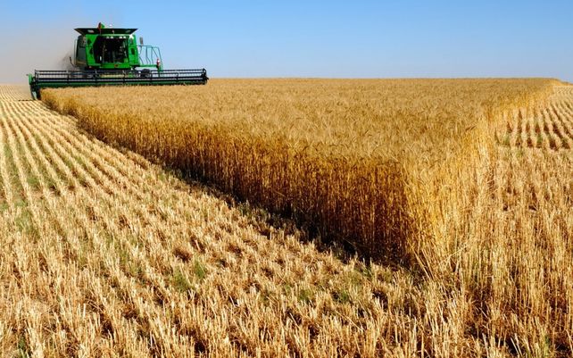 Advierten sobre el riesgo de consumir pan elaborado con trigo tratado con glufosinato