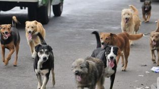 Fuerte polémica porque piden aplicar la eutanasia por la superpoblación de perros