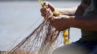 Santa Fe y Entre Ríos coordinan la regulación de la pesca en el río Paraná: de qué se trata