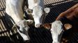 Tensión ganadera: la Sociedad Rural de Santa Fe cuestiona el respaldo al instituto de la carne