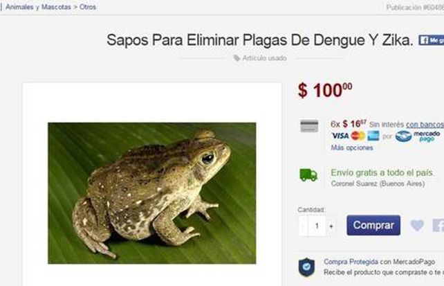 Vendía por internet un método para erradicar el dengue a sólo cien pesos: un sapo
