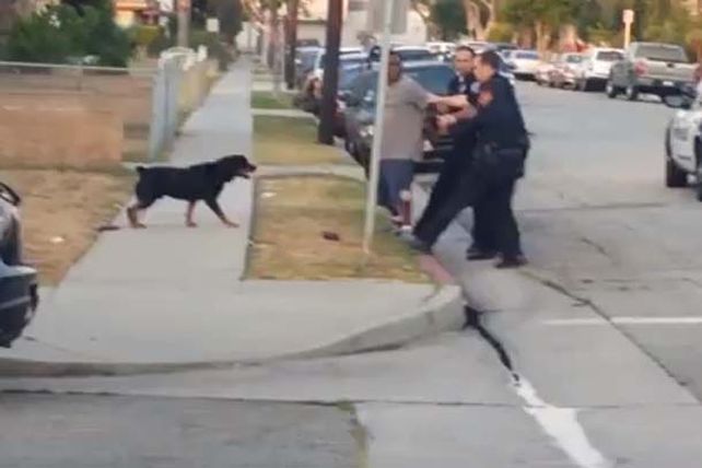 Policía mató a un perro que defendía a su dueño