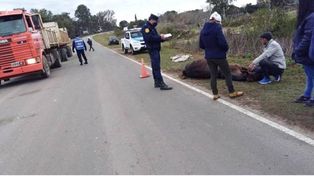 Otra vez un caballo suelto provoca un siniestro vial