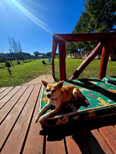 Guarderías para perros: un negocio que crece al ritmo de una nueva forma de vincularse con las mascotas
