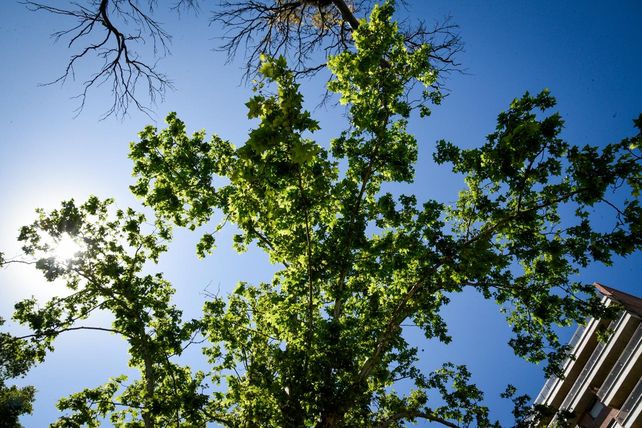 Los frutos del plátano caen en primavera y suelen provocar problemas por alergias y la acumulación de la pelusa.
