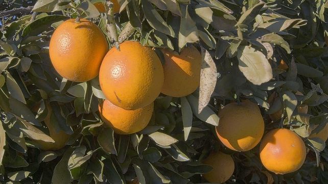 Arranca lenta la cosecha del citrus en campos entrerrianos