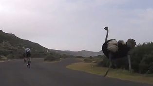 Un avestruz gigante persigue a un ciclista en una competencia y logra alcanzarlo a gran velocidad