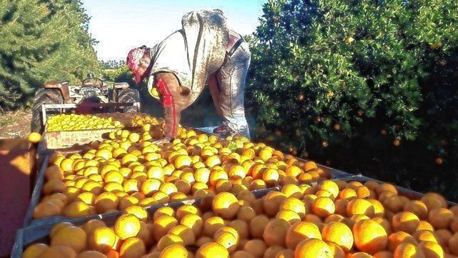 Los cítricos dulces son considerados hospedantes principales de la Mosca de los Frutos”