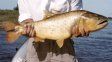 La Fiesta Provincial del Dorado Entrerriano se realizará el 25 y 26 de septiembre en La Paz. Habrá competencias de pesca con señuelos y con carnada, bajo la modalidad de devolución