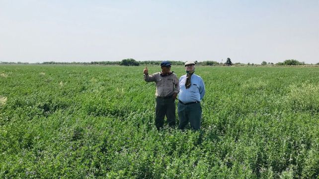 Pudieron seguir con la ganadería gracias a un sistema diseñado por el encargado del campo