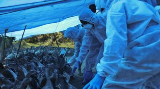 Rusia detectó el primer caso de transmisión de una variante de gripe aviar en humanos