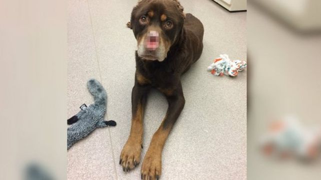 Le cortaron la nariz, cola y las orejas a un perro y lo abandonaron