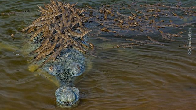 Las imágenes finalistas del Wildlife Photographer of the Year
