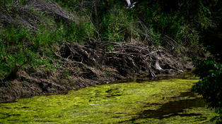 Se viene el mapeo del arroyo Ludueña para identificar puntos críticos de contaminación