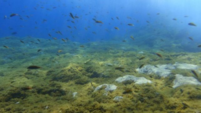 El calamar fue filmado a unos 850 metrosde profundidad en la Gran Barrera de Coral