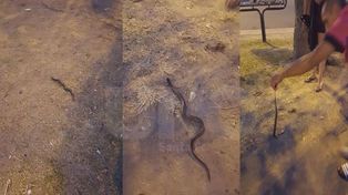 Encontraron una víbora en la Costanera y la devolvieron al río
