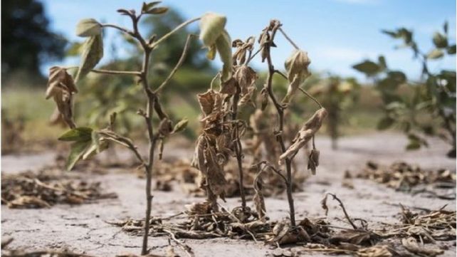 La soja de primera fue alcanzada por el brutal impacto de altas temperaturas y falta de agua.