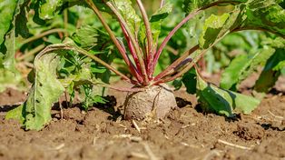 La remolacha puede aportar al sector ganadero y a la calidad de las dietas humanas, y hasta permite producir biocombustibles
