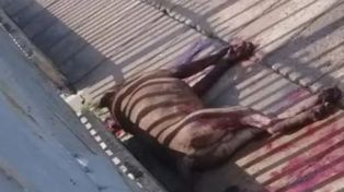 Un pitbull atacó a cinco vecinos y a un policía, que lo mató de dos disparos