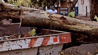 En un año se hicieron más de 200 multas por dañar el arbolado público en Rosario