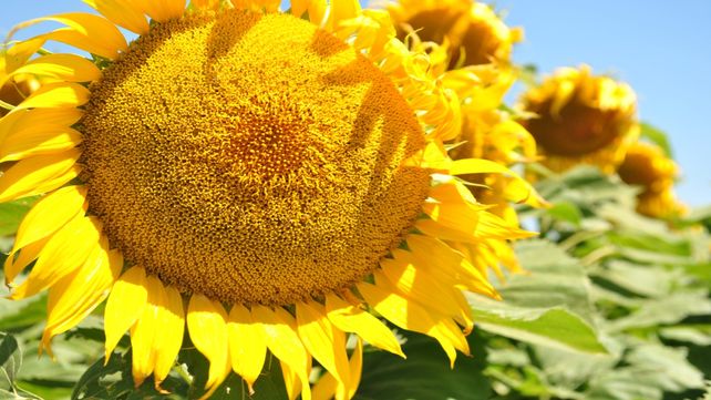 El girasol se ha empalmado y subido al crecimiento de todos los commodities a nivel mundial.