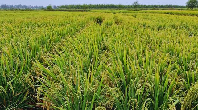 La cadena del arroz se organiza para avanzar con el programa de carbono neutro.