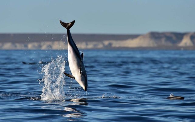 Los delfines fueron los protagonistas en Puerto Madryn: las mejores fotos