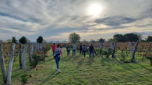 El emprendimiento Los Aromitos produce cerca de 800 kilos de uva por hectárea al año.&nbsp;