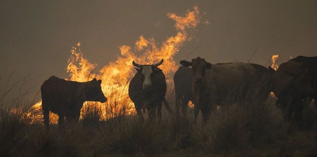 Un grupo de vacas se reúnen para huir del área mientras los incendios continúan devastando la provincia de Corrientes. Hasta el momento se han quemado más de medio millón de hectáreas.