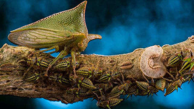 Imágenes ganadoras del premio Fotógrafo de Vida Silvestre 2018
