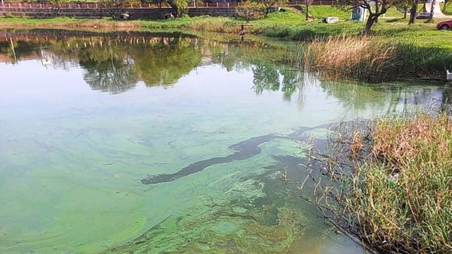 ¿Qué son las floraciones de cianobacterias que afectan a la laguna Setúbal y al Salado?