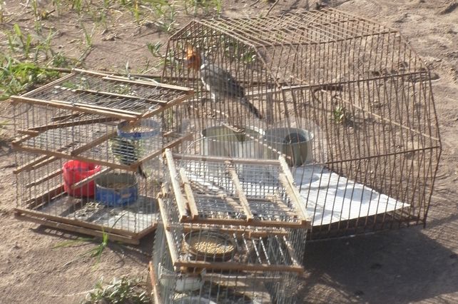 Guardafaunas realizaron un operativo por la caza ilegal de aves