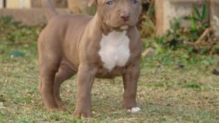 Atacaron a su abuela y tuvo que sacrificar a sus dos pitbull