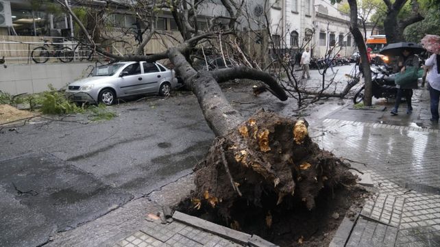 arbol-caido-rosendo-garciajpg