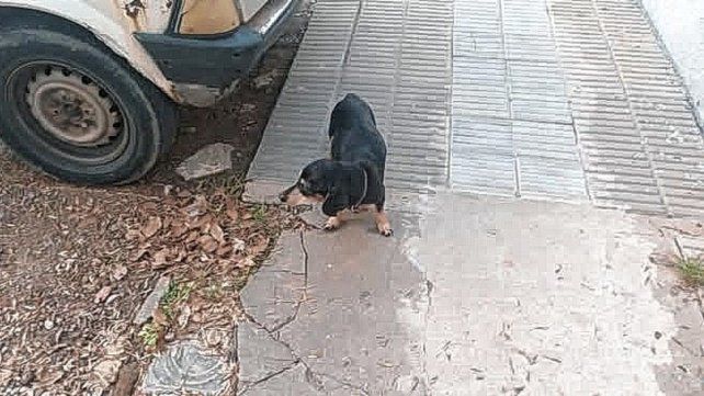 La perrita ya esta con su familia.