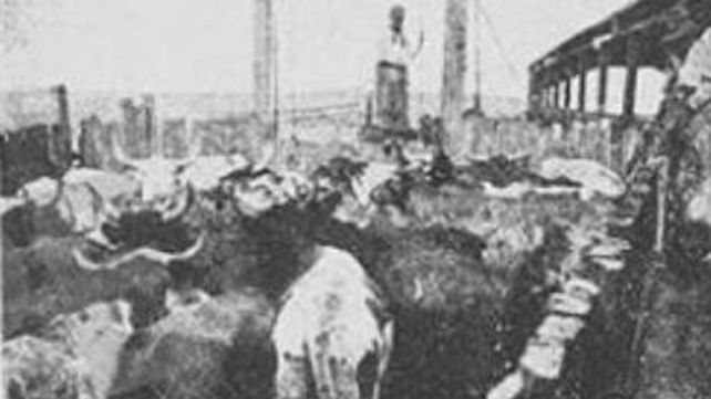 Preparados para embretar reza el pie de la foto de un matadero de Rosario a principios del siglo XX.