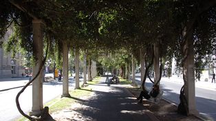 Una alternativa natural para bajar las temperaturas en la ciudad