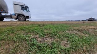 El gato montés atropellado en Sastre fue hallado por un vecino que corría por la banquina de la ruta provincial 13, a la altura del kilómetro 89.