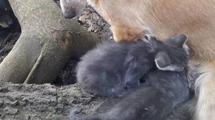 Tucumán: una perra les salvó la vida a dos gatitos a los que amamanta