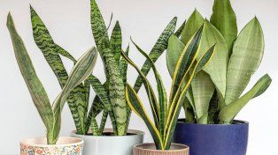 La planta ancestral que enfría el hogar de forma natural