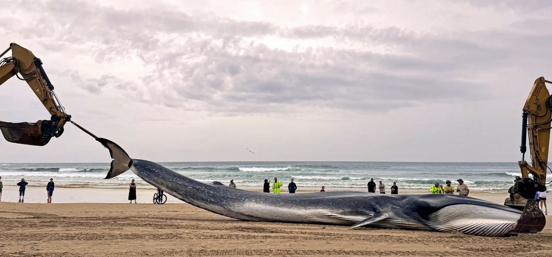 La gente observa cómo las grúas levantan una ballena de aleta muerta que se había varado en Minnie Water Beach, 600 km al norte de Sydney, Australia. Fotografía: Palani Mohan/AFP/Getty Images La gente observa cómo las grúas levantan una ballena de aleta muerta que se había varado en Minnie Water Beach, 600 km al norte de Sydney, Australia. Fotografía: Palani Mohan/AFP/Getty Images