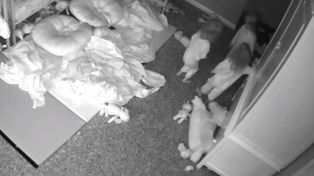Video: una madre filmó a sus trillizas jugando con un fantasma