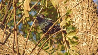 Estornino Pinto. También llamado Sturnus vulgaris, es considerada una de las 100 especies más invasoras del mundo.