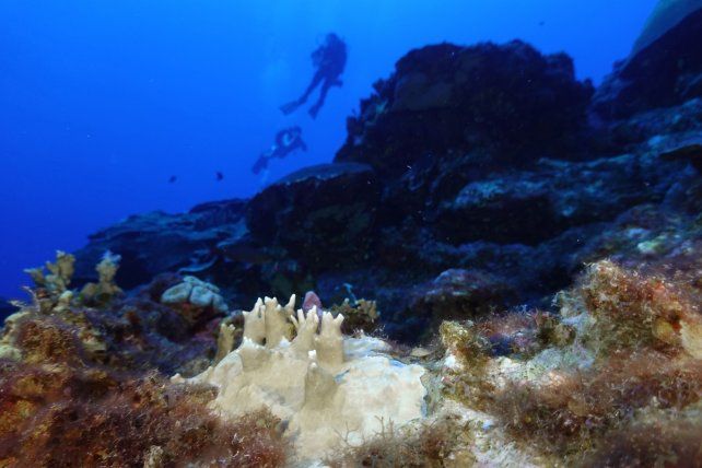 Aseguran que el 84 % de los arrecifes de coral del mundo está en riesgo